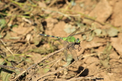 Erythemis vesiculosa