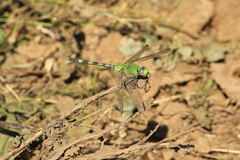 Erythemis vesiculosa