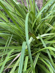 Carex wahuensis