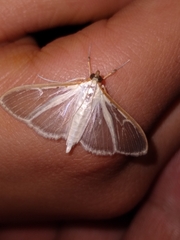 Palpita vitrealis