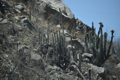 Haageocereus acranthus