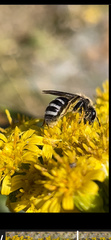 Lasioglossum