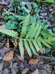 Onoclea sensibilis