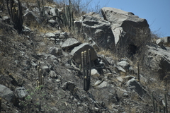 Haageocereus pseudomelanostele