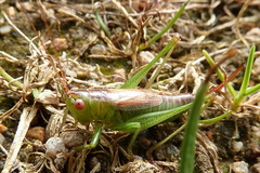 Conocephalus dorsalis