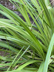 Carex wahuensis
