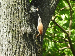 Lepidocolaptes angustirostris