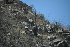 Haageocereus pseudomelanostele