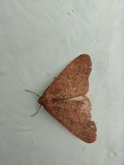 Erannis defoliaria
