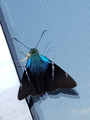Astraptes fulgerator azul