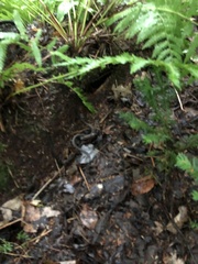 Nerodia sipedon sipedon