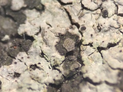 Placidiopsis hypothallina