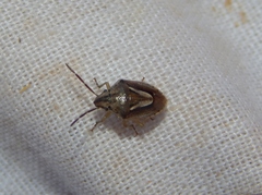 Aeliomorpha