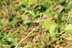 Orthemis ferruginea
