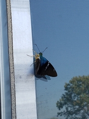 Astraptes fulgerator azul