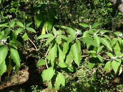Solanum granulosoleprosum