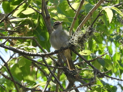 Vireo chivi