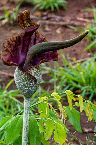 Amorphophallus maximus image