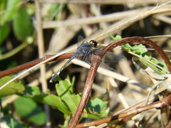 Erythrodiplax nigricans