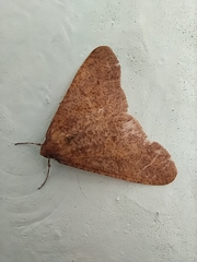 Erannis defoliaria