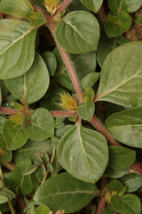 Alternanthera pungens