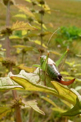 Conocephalus dorsalis