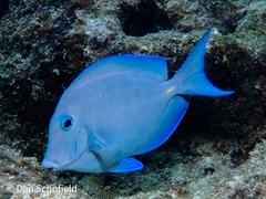 Acanthurus coeruleus