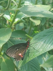 Parides