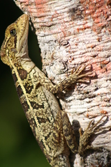 Basiliscus vittatus