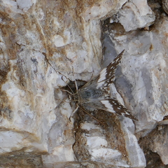 Heliopetes domicella