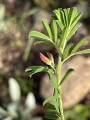 Indigofera hilaris