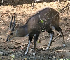 Tragelaphus sylvaticus