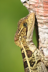 Basiliscus vittatus