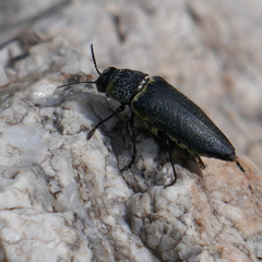 Buprestidae