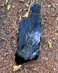 Corvus cornix × corone