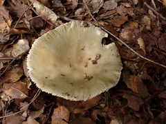 Russula parazurea