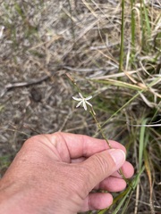 Trachyandra revoluta