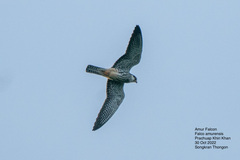 Falco amurensis