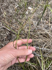 Trachyandra revoluta