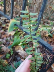 Asplenium platyneuron