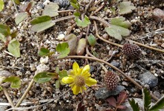 Halerpestes sarmentosa