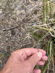 Trachyandra revoluta