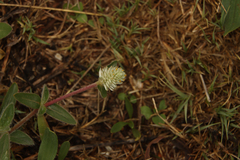Gomphrena celosioides
