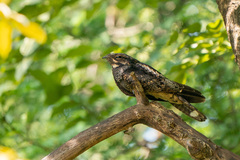Caprimulgus jotaka