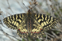 Zerynthia polyxena