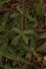 Gomphrena celosioides