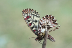 Zerynthia polyxena