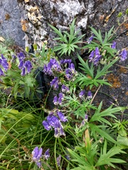 Aconitum volubile