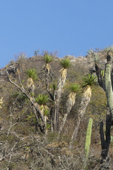 Yucca periculosa