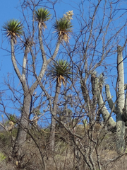 Yucca periculosa